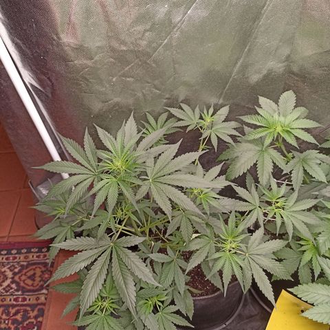 Alien Snack Auto growlog timeline photo