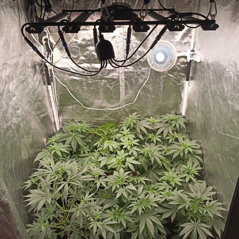 Shimo Ripper Seeds #1 growlog timeline photo