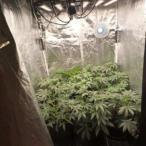 Shimo Ripper Seeds #1 growlog timeline photo