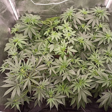 Shimo Ripper Seeds #1 growlog timeline photo