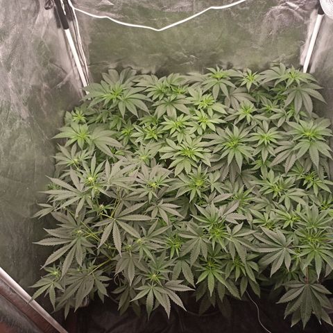 Shimo Ripper Seeds #1 growlog timeline photo