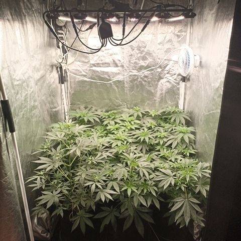 Shimo Ripper Seeds #1 growlog timeline photo