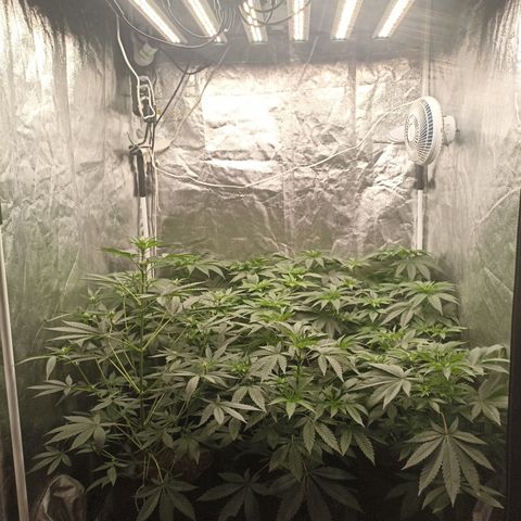 Shimo Ripper Seeds #1 growlog timeline photo