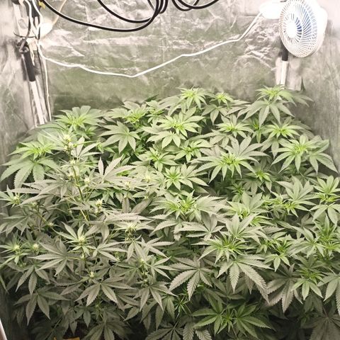Shimo Ripper Seeds #1 growlog timeline photo