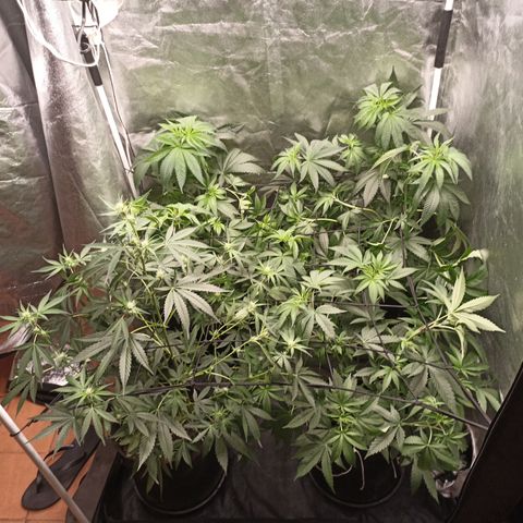 Shimo Ripper Seeds #1 growlog photo: Apenas 4 plantas + scrog