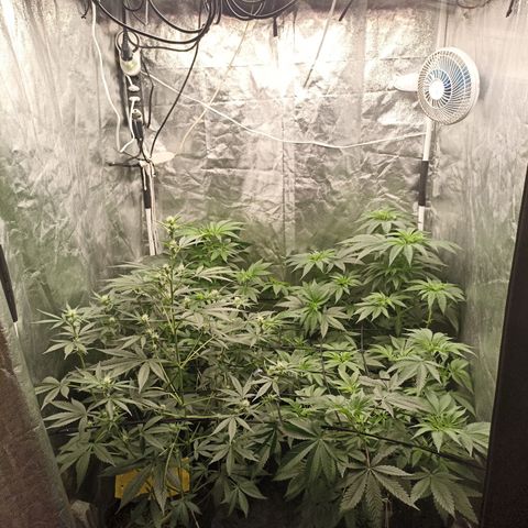 Shimo Ripper Seeds #1 growlog timeline photo