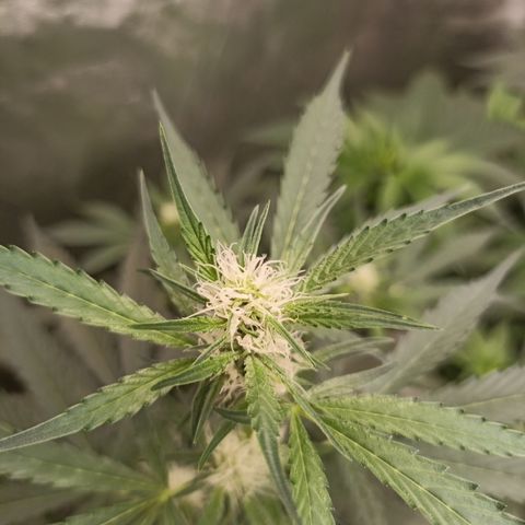 Alien Snack Auto growlog timeline photo