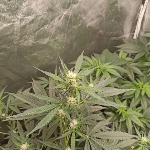 Alien Snack Auto growlog timeline photo