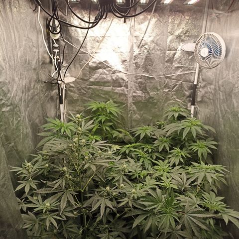 Shimo Ripper Seeds #1 growlog timeline photo
