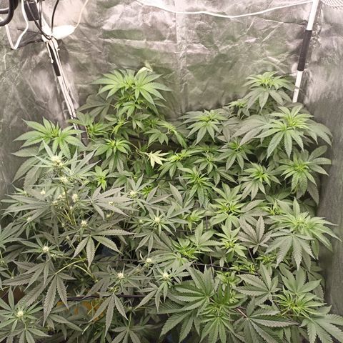 Shimo Ripper Seeds #1 growlog timeline photo