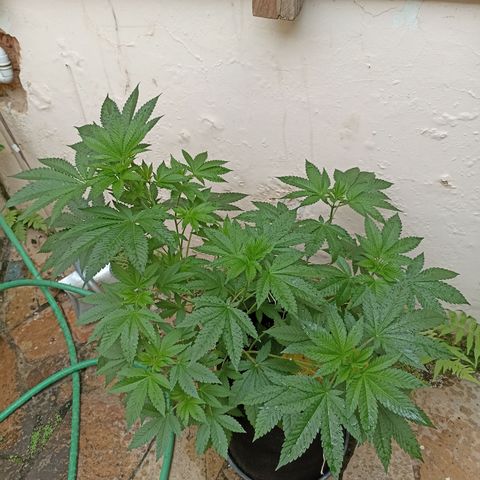 Sour Ripper #2 growlog timeline photo