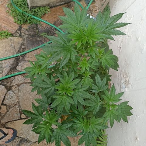 Sour Ripper #2 growlog timeline photo