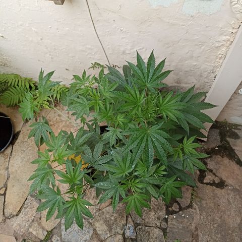 Shimo Ripper Seeds #2 growlog timeline photo