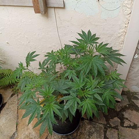 Shimo Ripper Seeds #2 growlog timeline photo