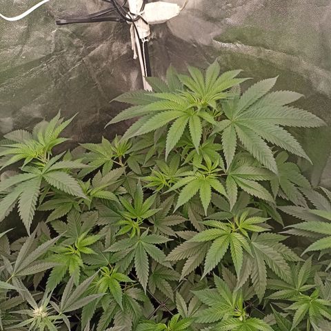 Sour Ripper #3 growlog timeline photo