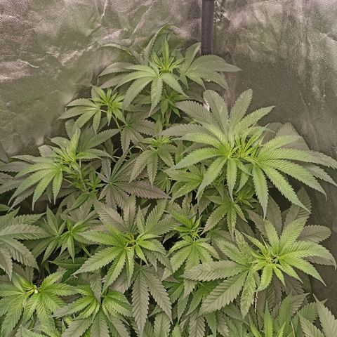 Sour Ripper #1 growlog timeline photo