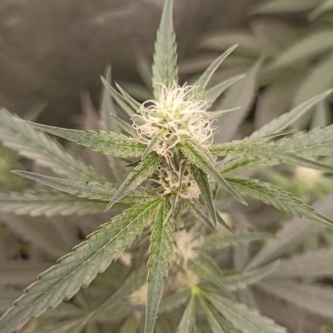 Alien Snack Auto growlog timeline photo