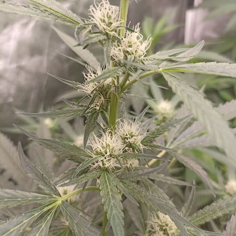 Alien Snack Auto growlog timeline photo