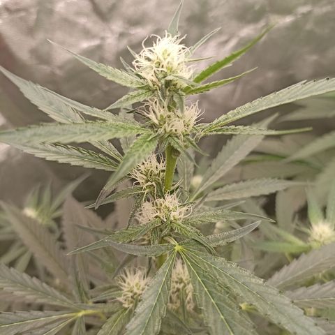 Alien Snack Auto growlog timeline photo