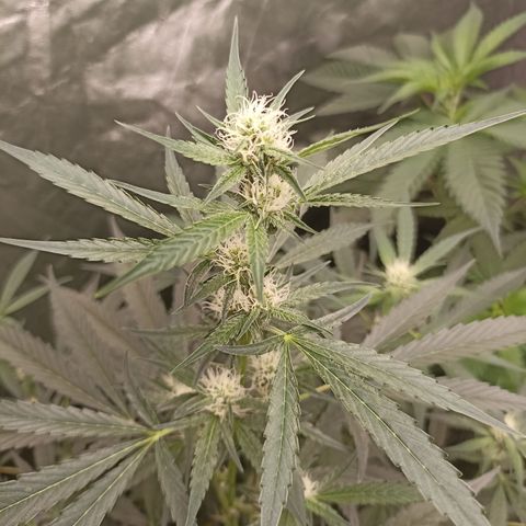 Alien Snack Auto growlog timeline photo