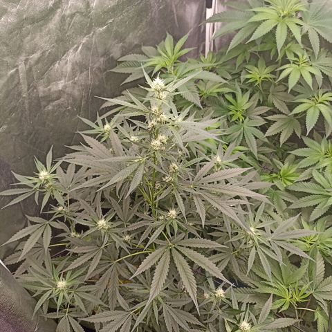 Alien Snack Auto growlog timeline photo