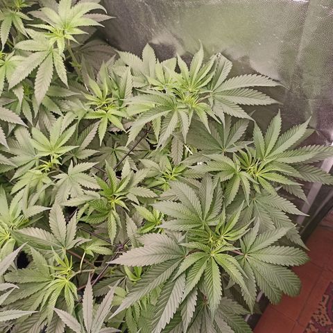 Shimo Ripper Seeds #1 growlog timeline photo