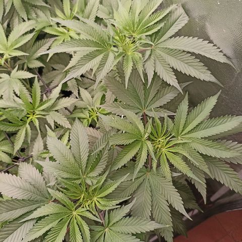 Shimo Ripper Seeds #1 growlog timeline photo