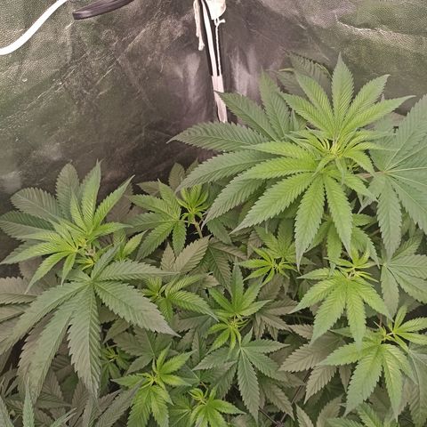 Sour Ripper #3 growlog timeline photo