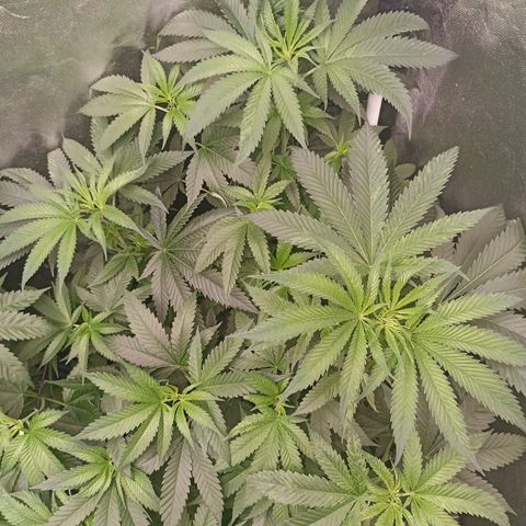 Sour Ripper #1 growlog timeline photo