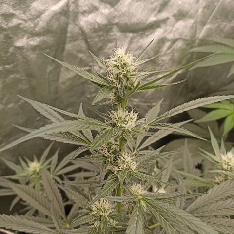 Alien Snack Auto growlog timeline photo