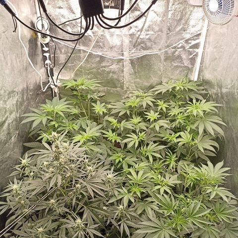 Shimo Ripper Seeds #1 growlog timeline photo