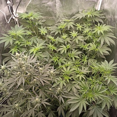 Shimo Ripper Seeds #1 growlog timeline photo