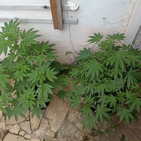 Shimo Ripper Seeds #1 growlog timeline photo
