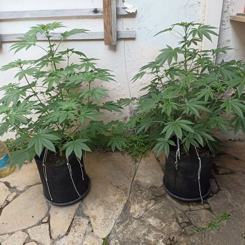 Shimo Ripper Seeds #1 growlog timeline photo