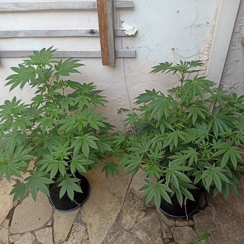 Shimo Ripper Seeds #1 growlog timeline photo