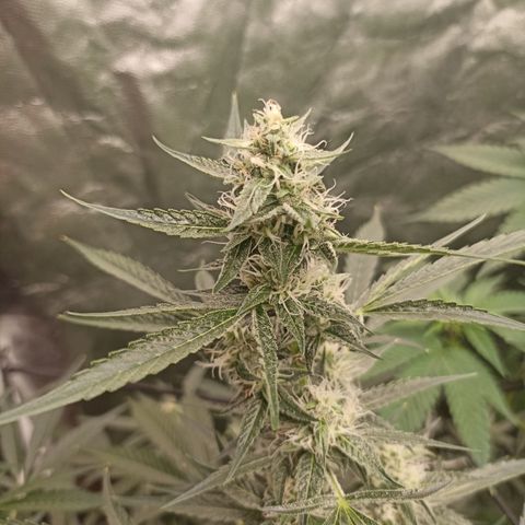 Alien Snack Auto growlog timeline photo
