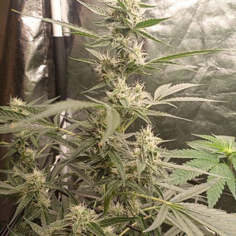 Alien Snack Auto growlog timeline photo