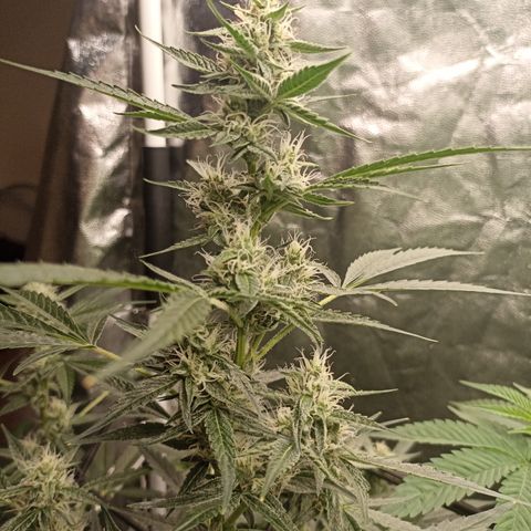 Alien Snack Auto growlog timeline photo