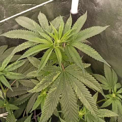 Sour Ripper #1 growlog timeline photo
