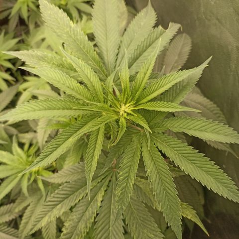 Sour Ripper #1 growlog timeline photo