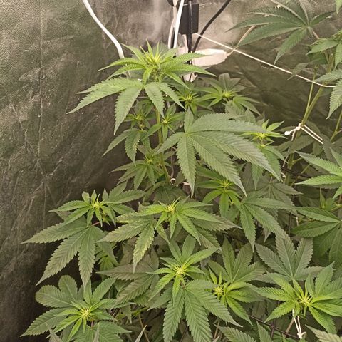 Sour Ripper #3 growlog timeline photo