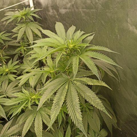 Sour Ripper #1 growlog timeline photo