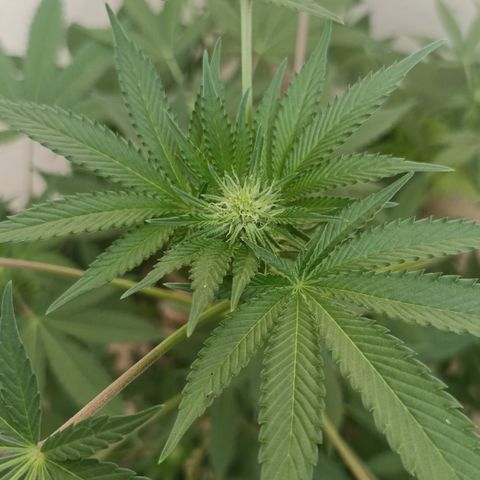 Shimo Ripper Seeds #1 growlog timeline photo