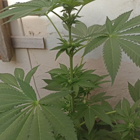 Shimo Ripper Seeds #1 growlog timeline photo
