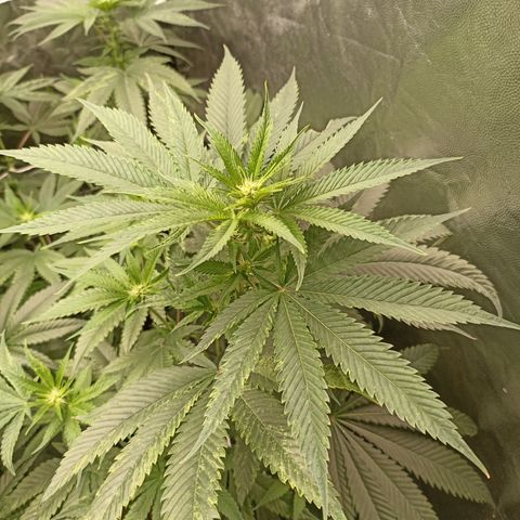 Sour Ripper #1 growlog photo: Variegation 