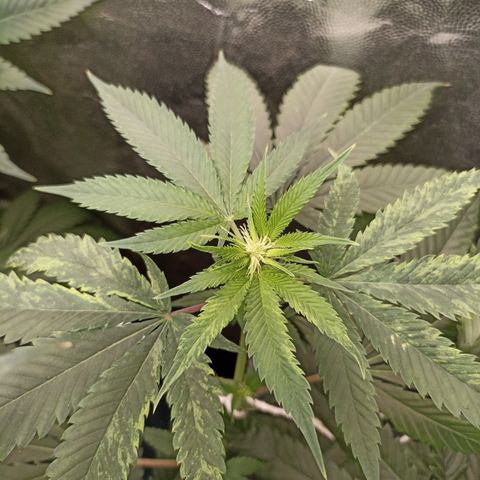 Sour Ripper #1 growlog timeline photo