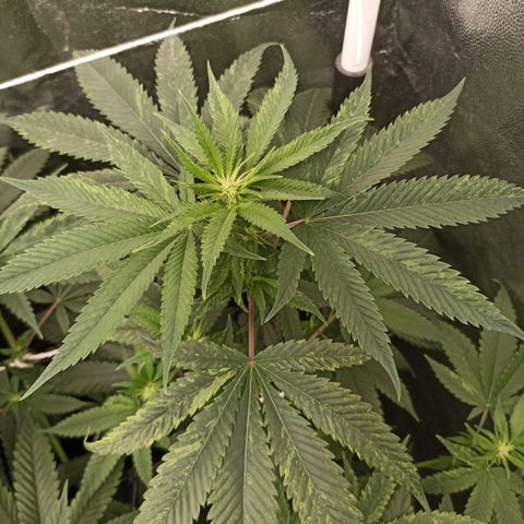 Sour Ripper #1 growlog timeline photo