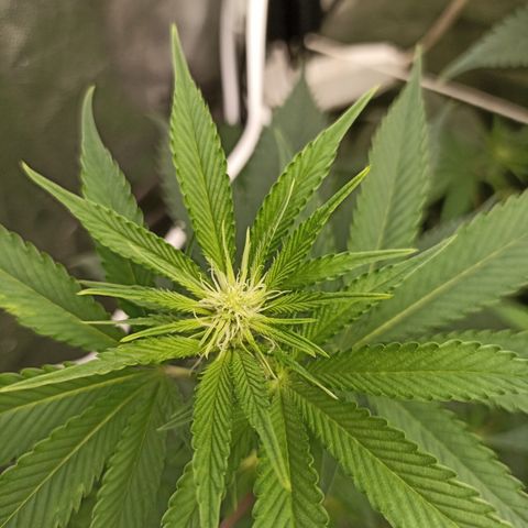 Sour Ripper #2 growlog timeline photo