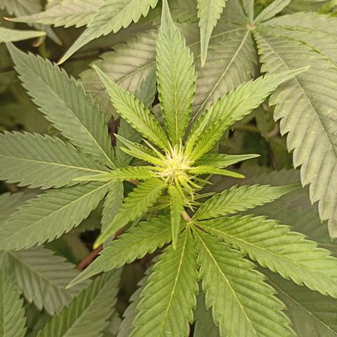Sour Ripper #2 growlog timeline photo