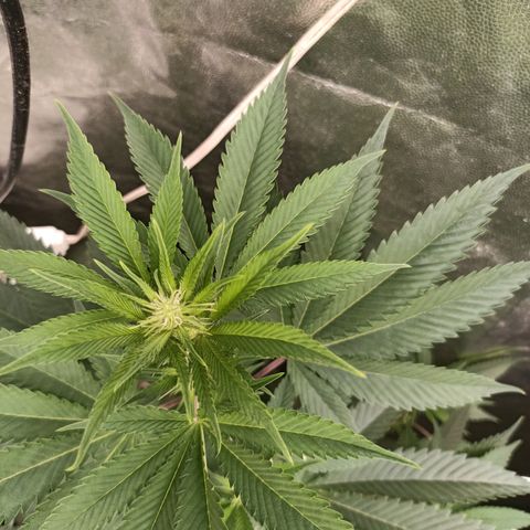 Sour Ripper #2 growlog timeline photo